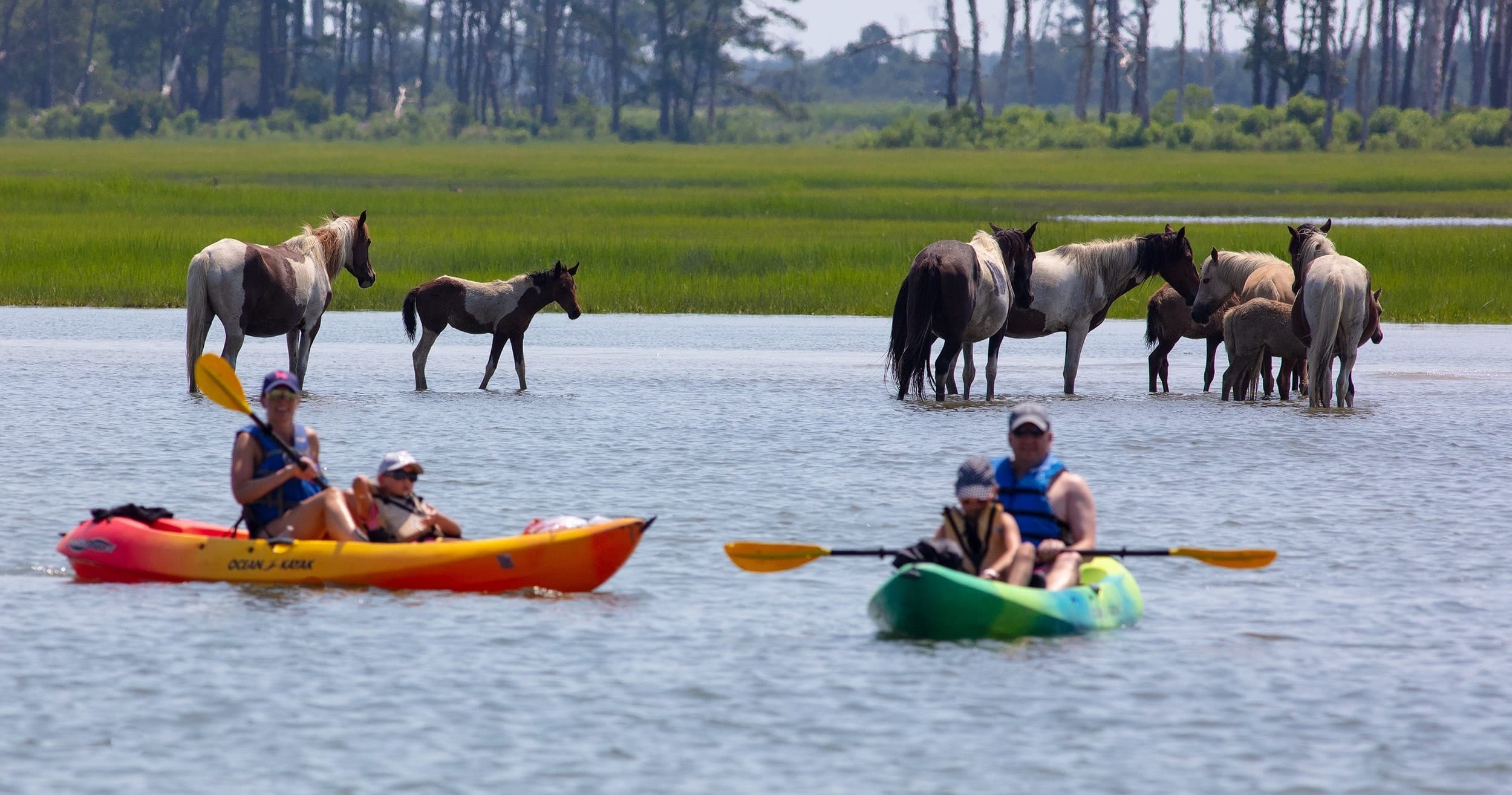 ASSATEAGUE KAYAK TOUR