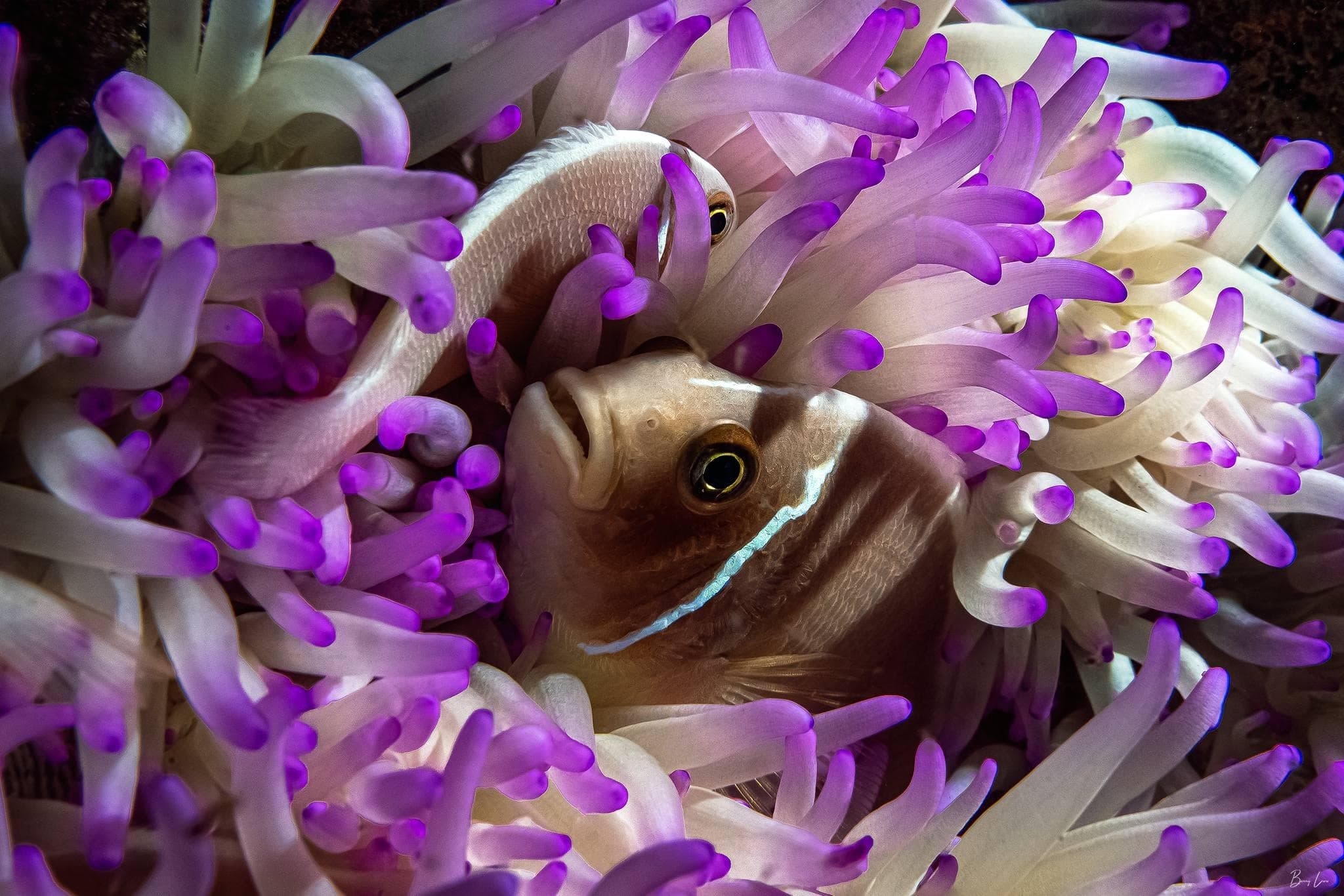 2 Divers for 2 Days - Private PADI Certification with Barry