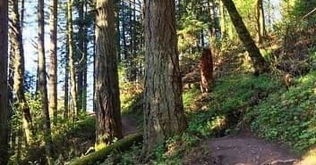 Forest Park: The Urban Hiking Tour