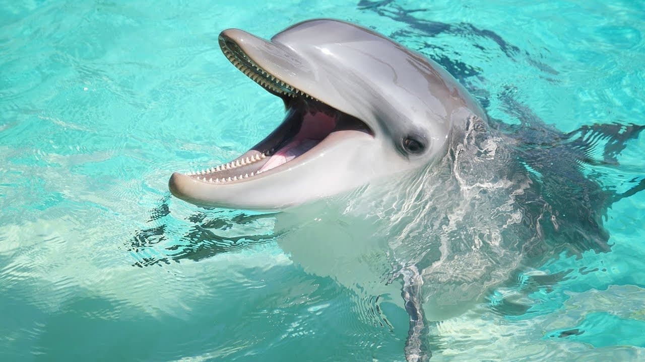 4 Hour Eco Tour & Dolphin Watch