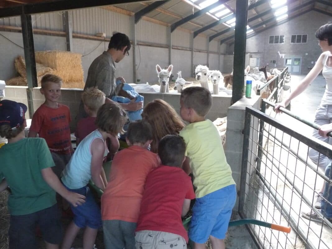 Alpaca Feestje! Arrangement Junior Alpacaboer