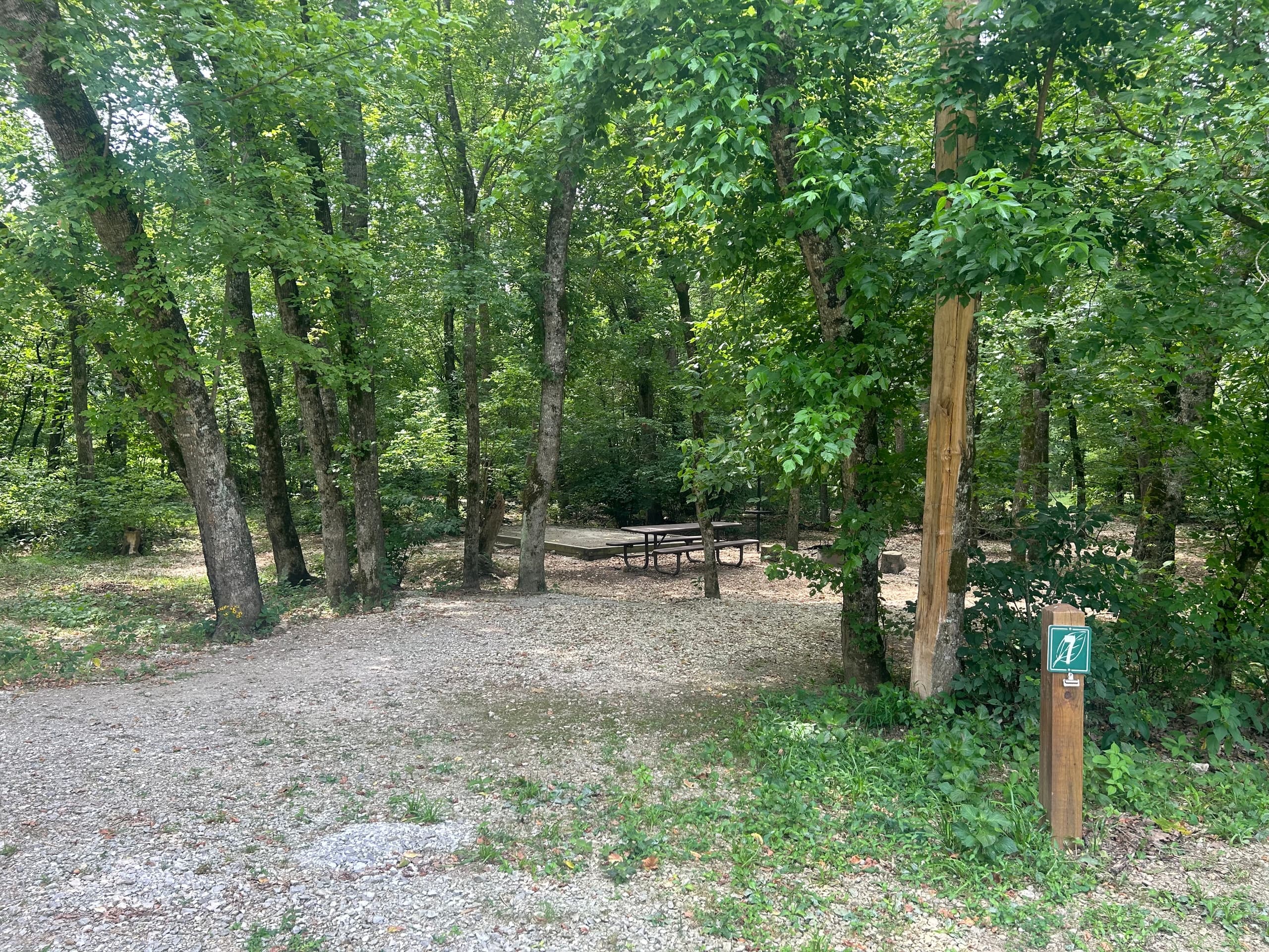 Shady Grove Campsite 7 (SG7)
