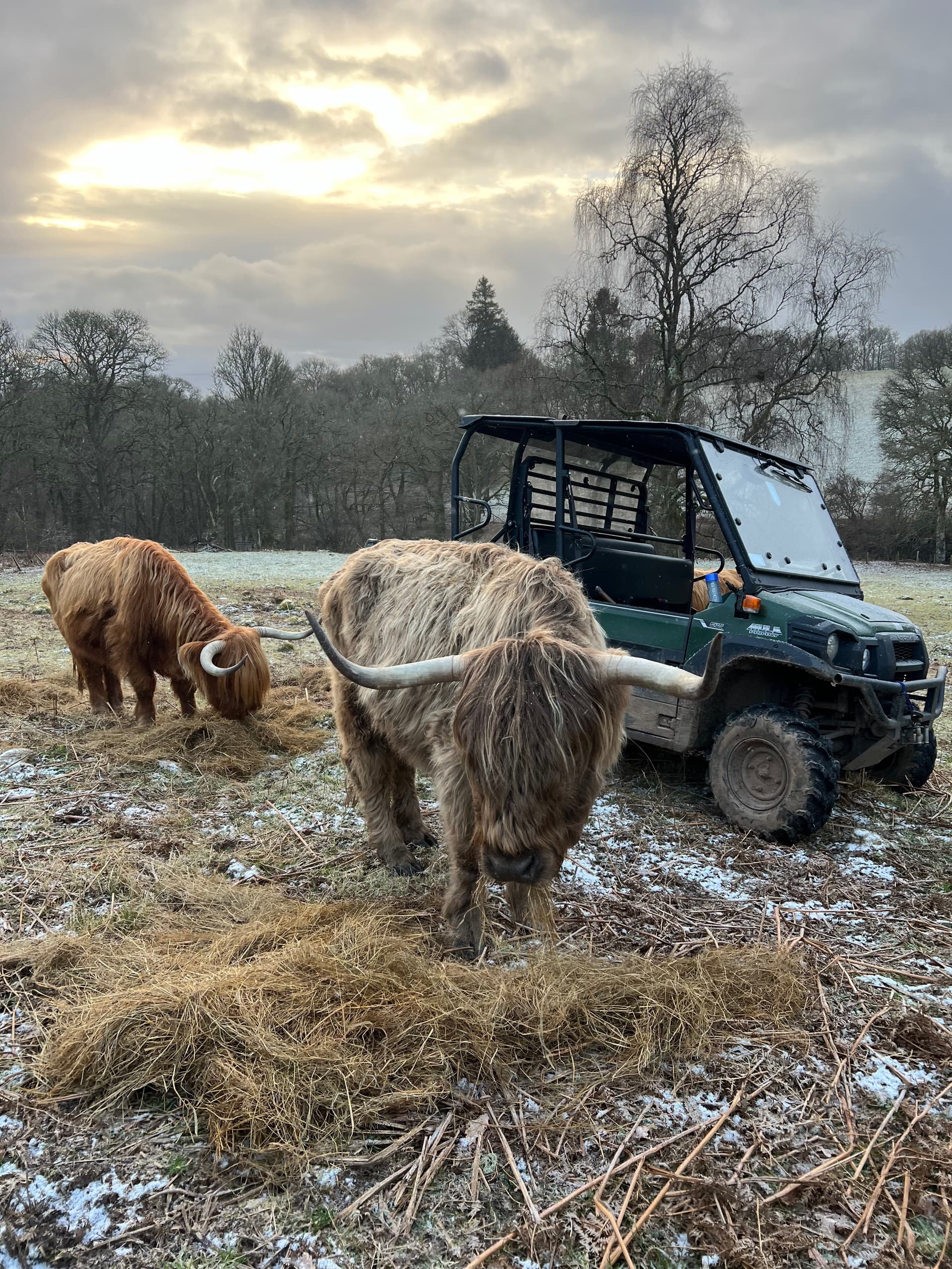 Cows, Coffee and Cake