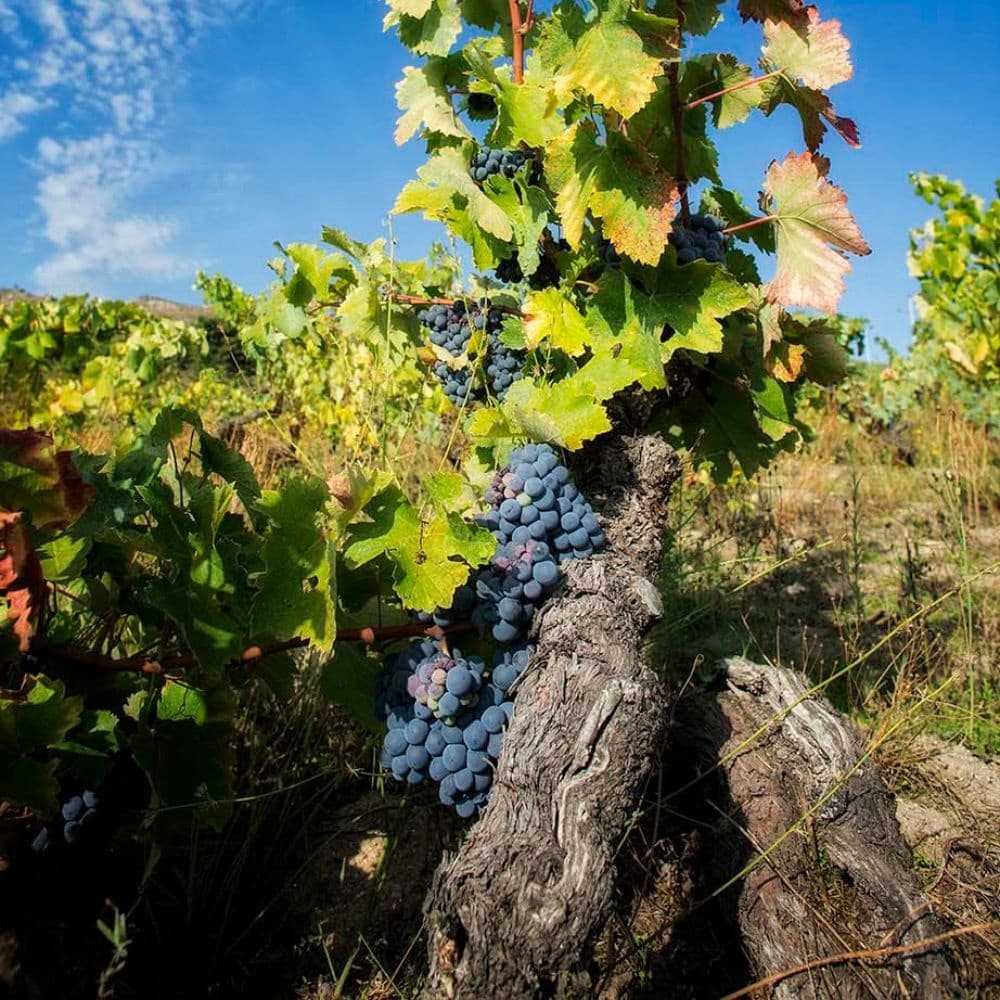 As Castas do Douro