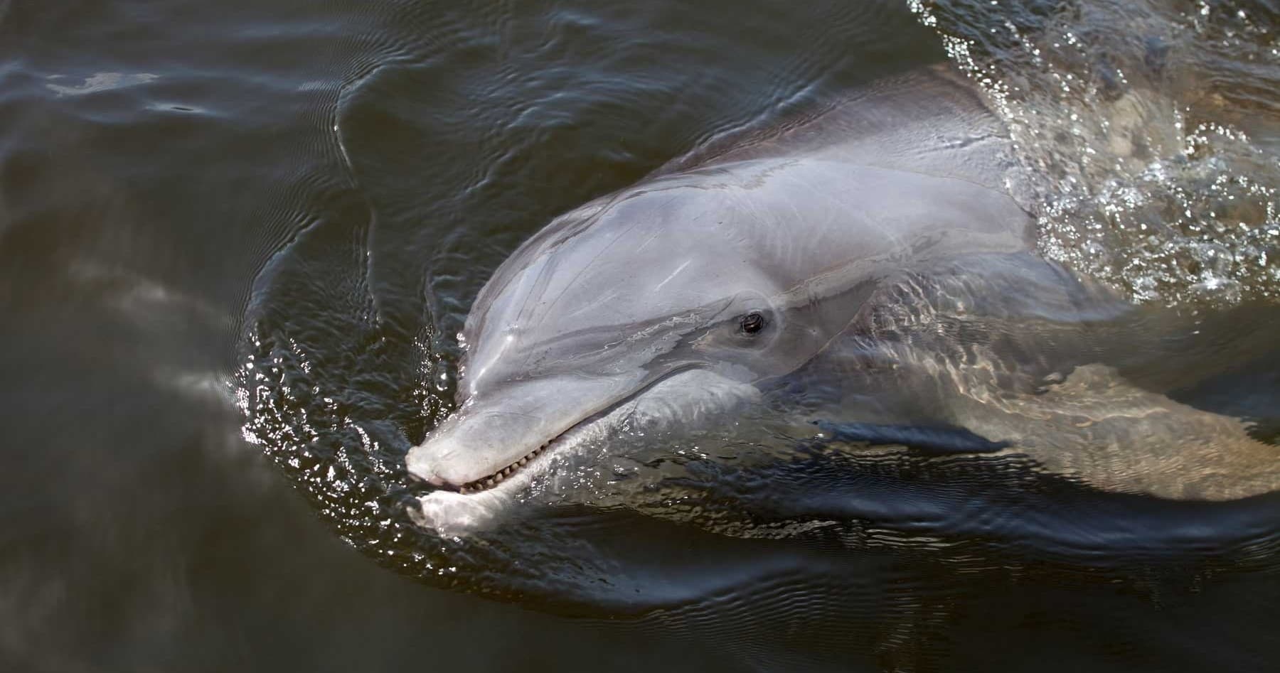 Three Hour Dolphin Viewing Tour