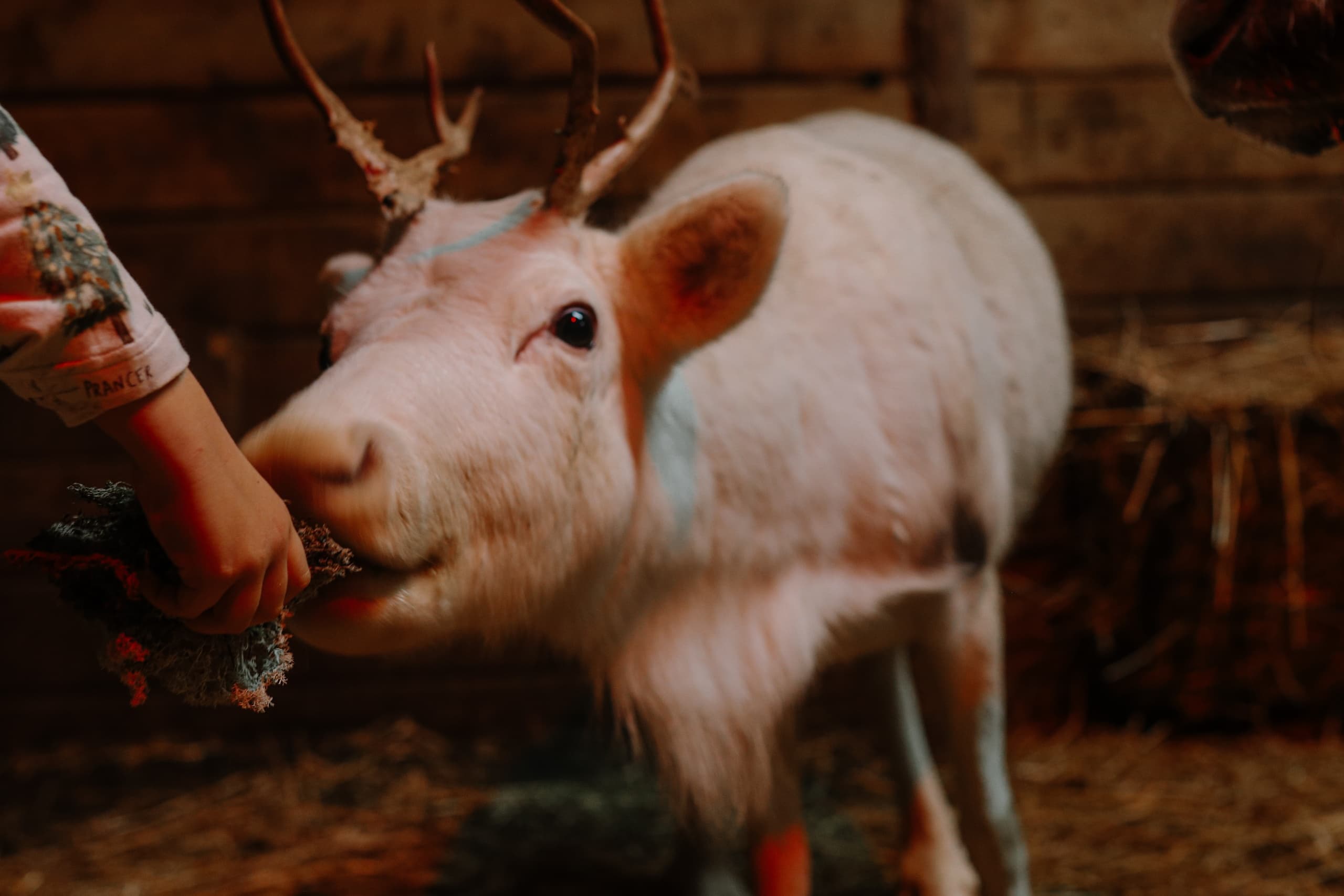 Meet and Feed the Reindeer