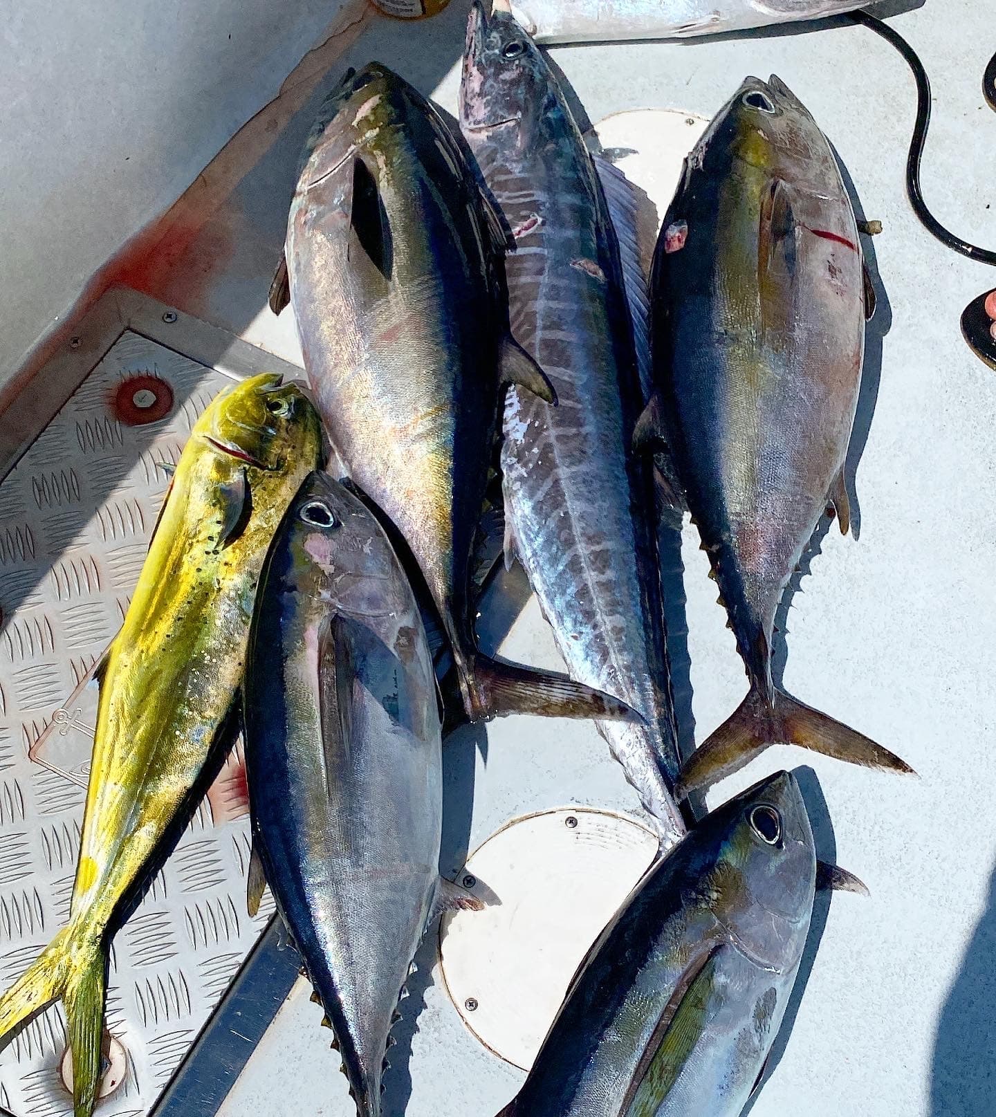 Full Day Private Tournament Charter on The Good Hit 2.0""