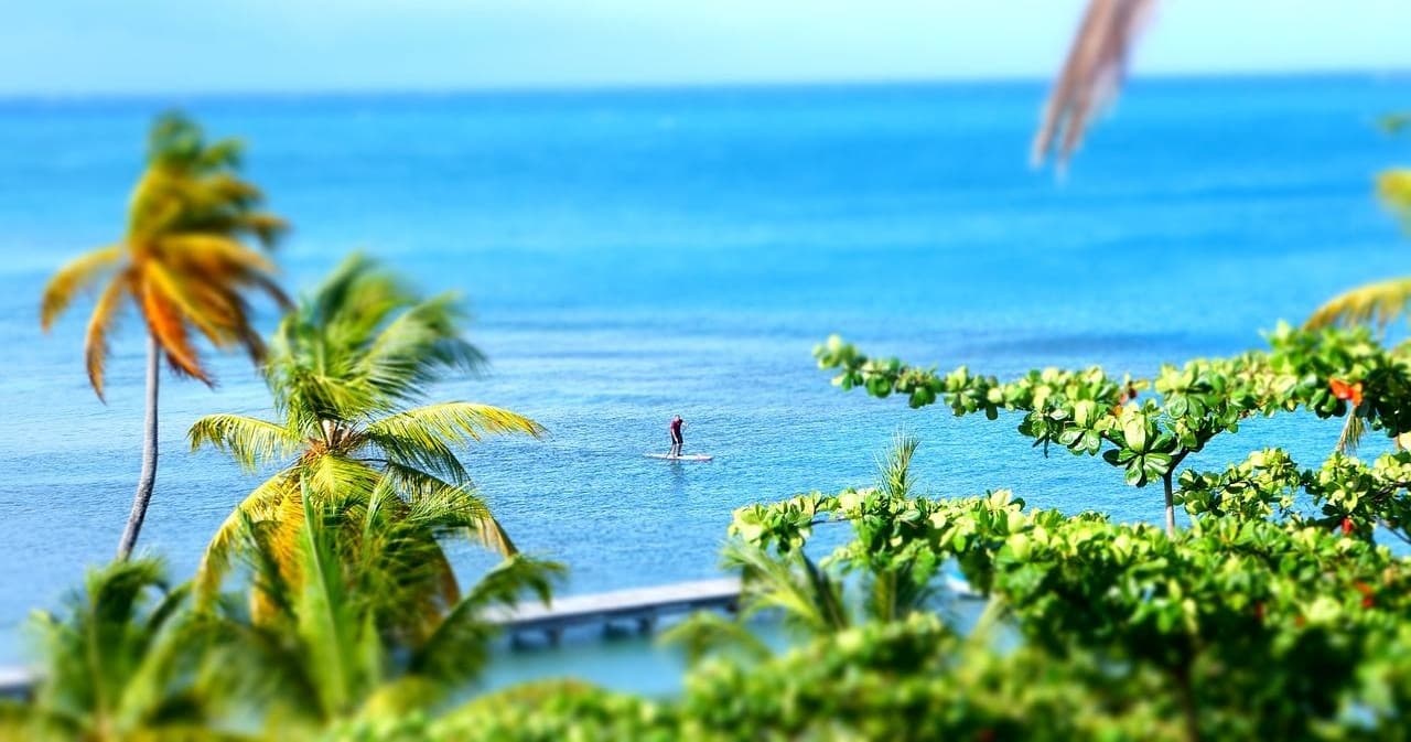 Guided Paddleboard Eco Tour