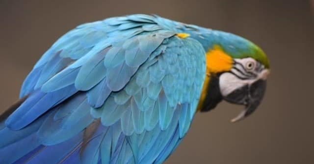 Parrot Meet and Greet