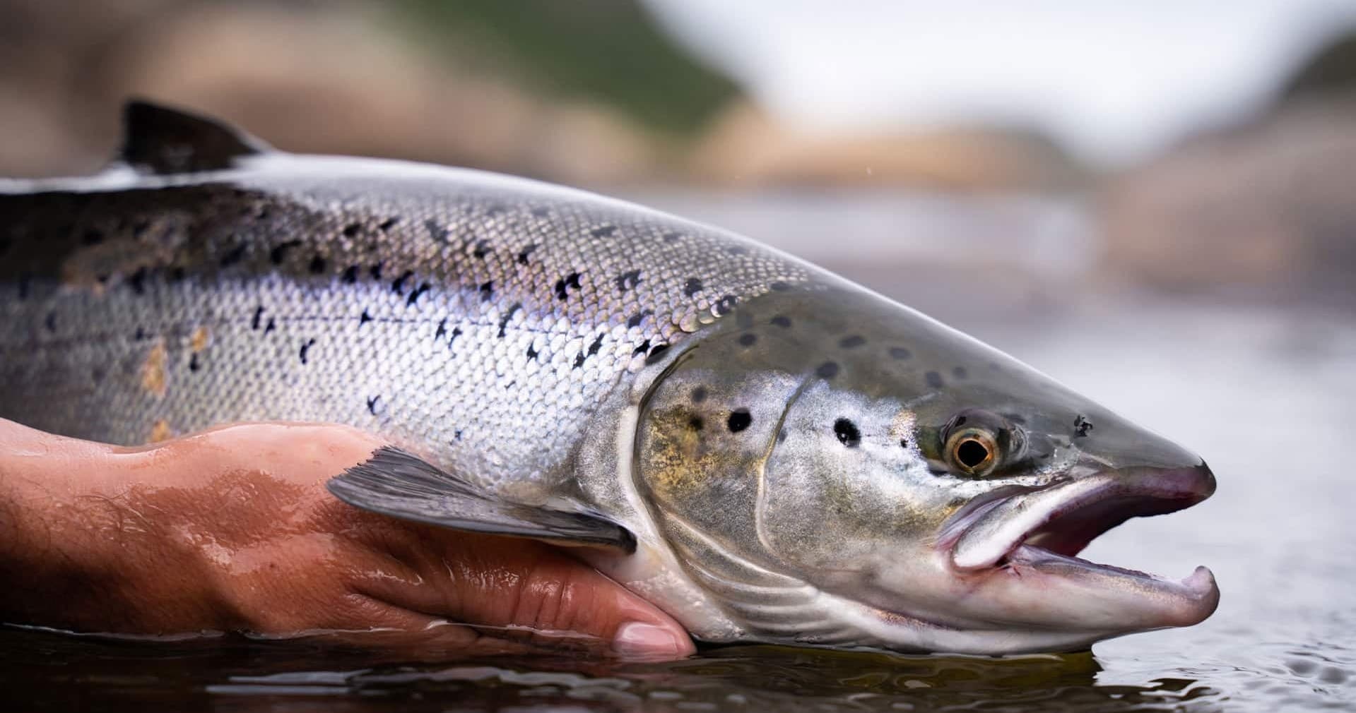 Guided Alaska Salmon Fishing