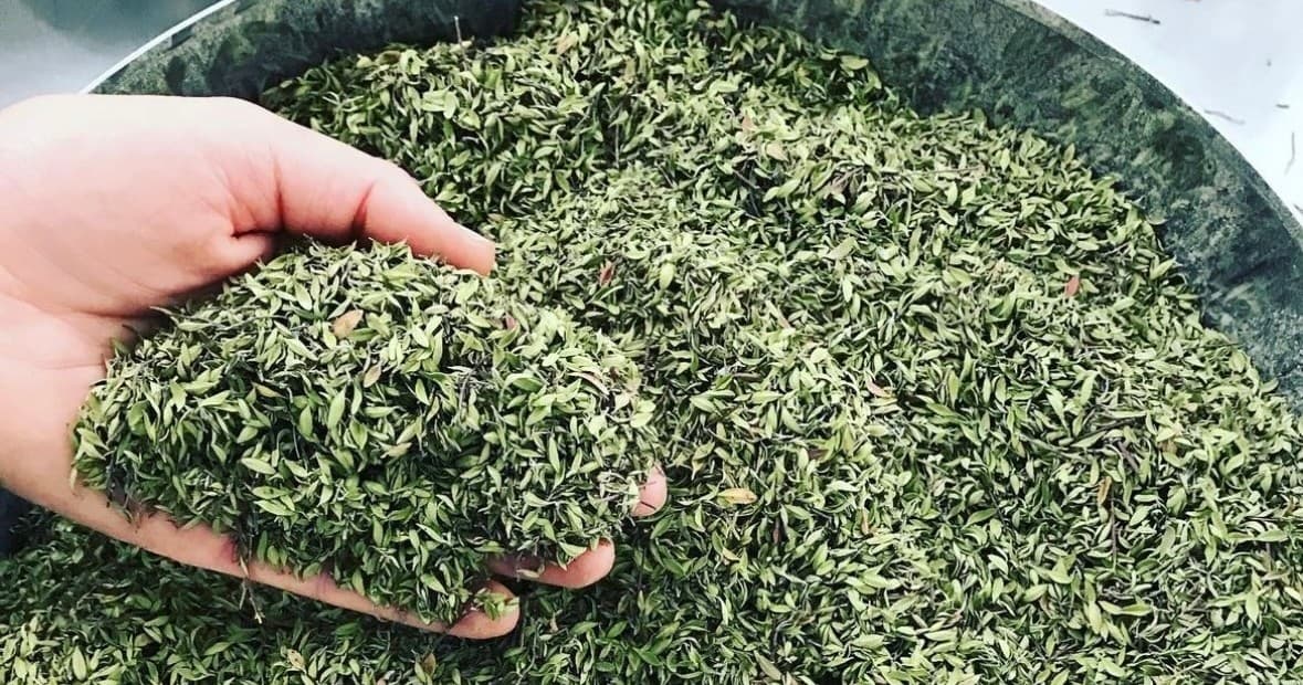 Aromatic & Medicinal Plants Tour & Taste