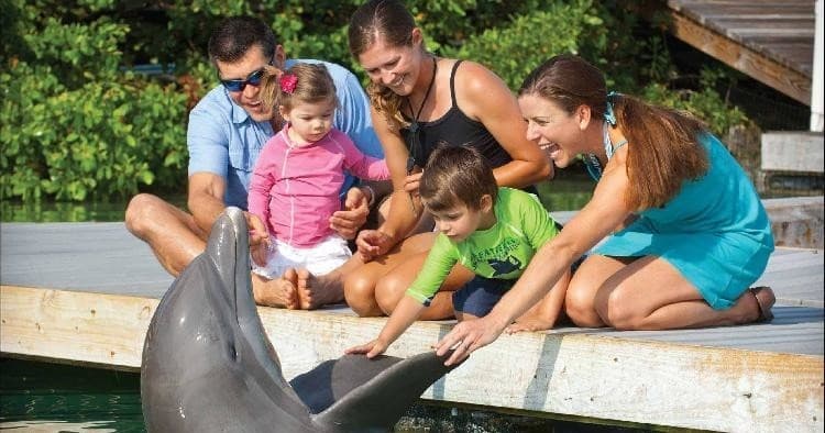 Dockside Dolphins
