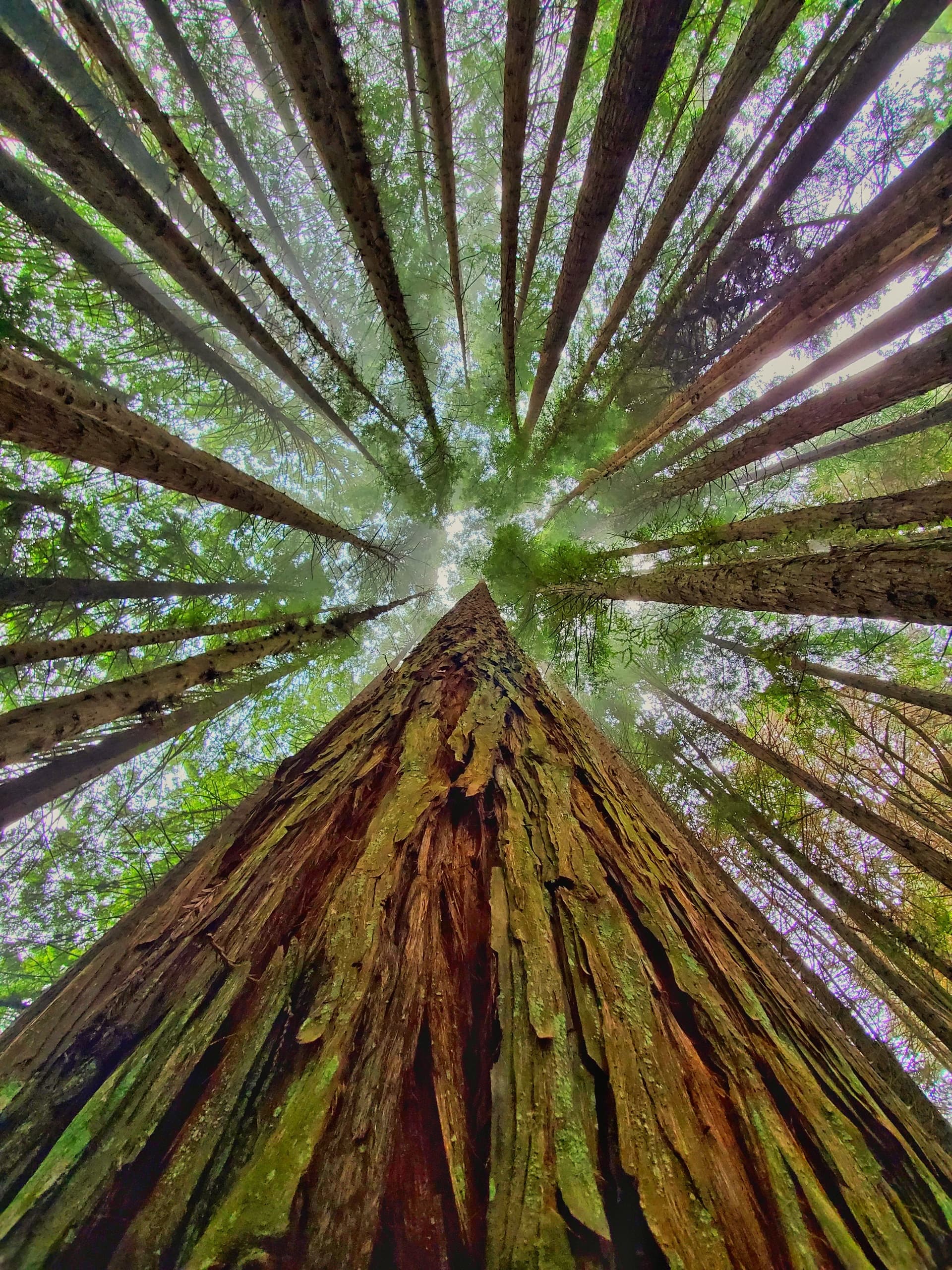 Rainforest and Redwood's Tour