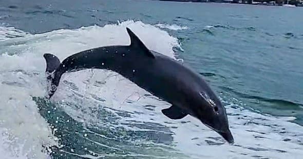 Dolphin Cruise
