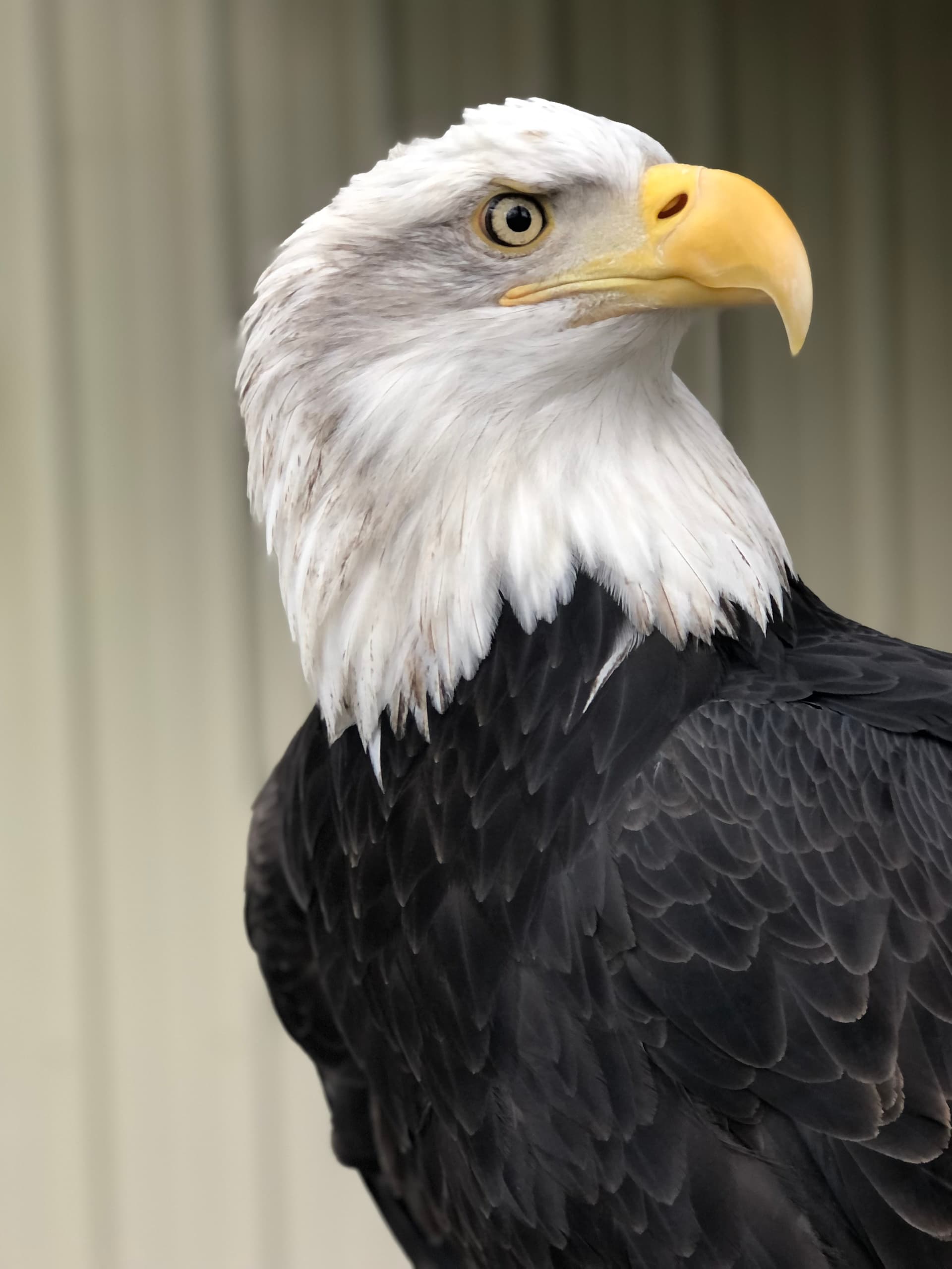 Public Raptor Tours