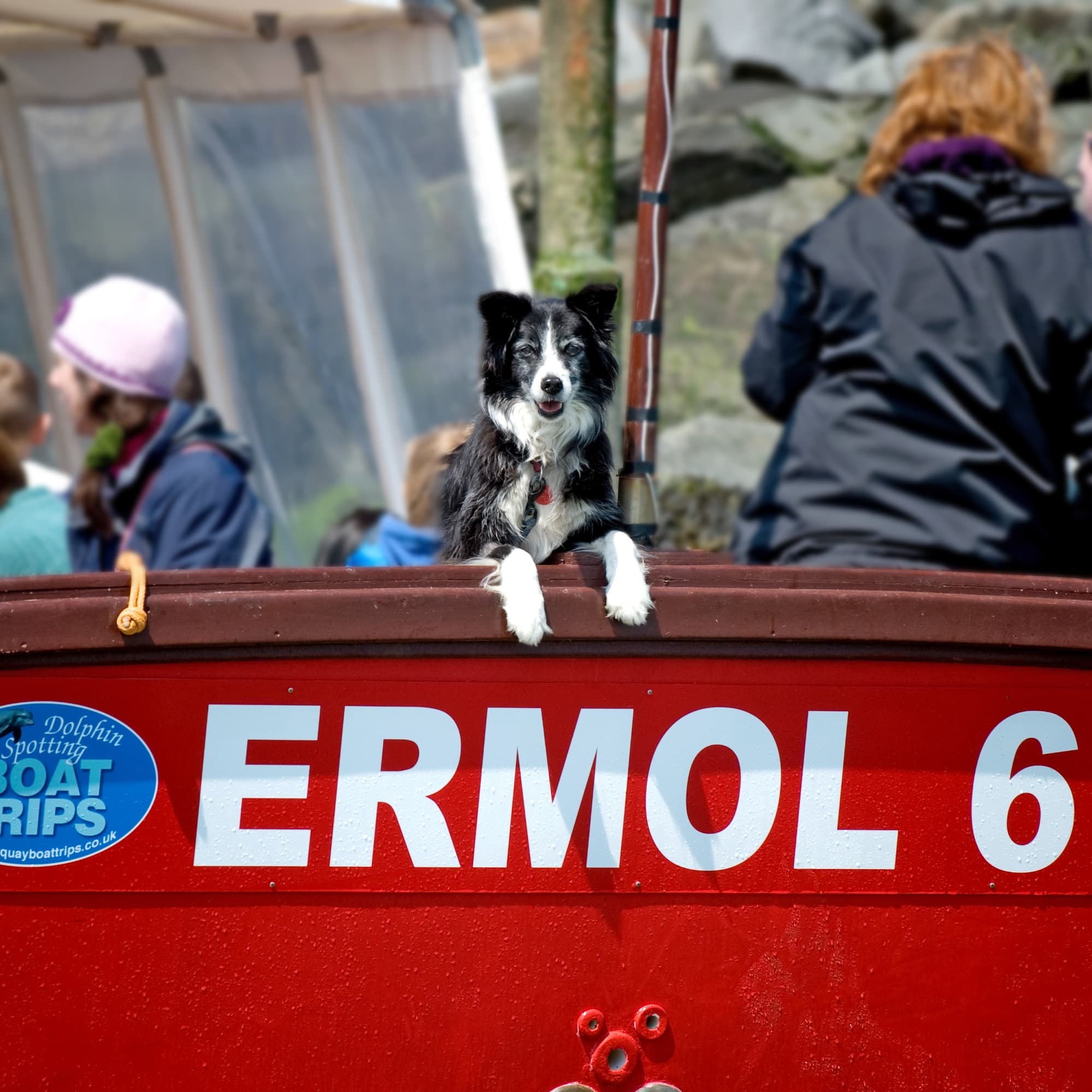 1 Hour Dolphin and Wildlife Spotting Trip on Ermol