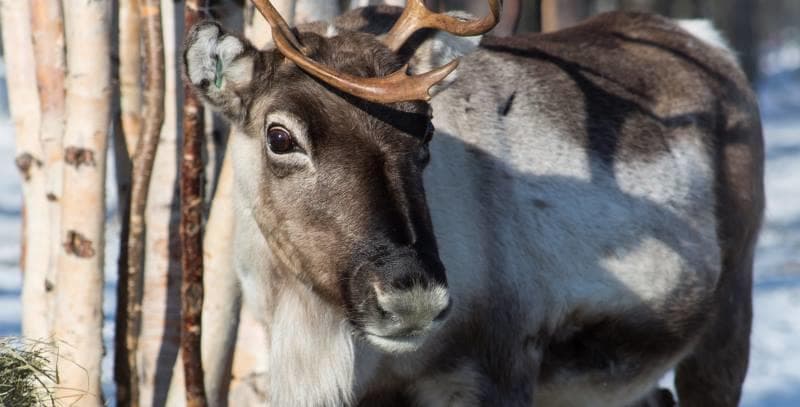 Reindeer Day With Snowmobile