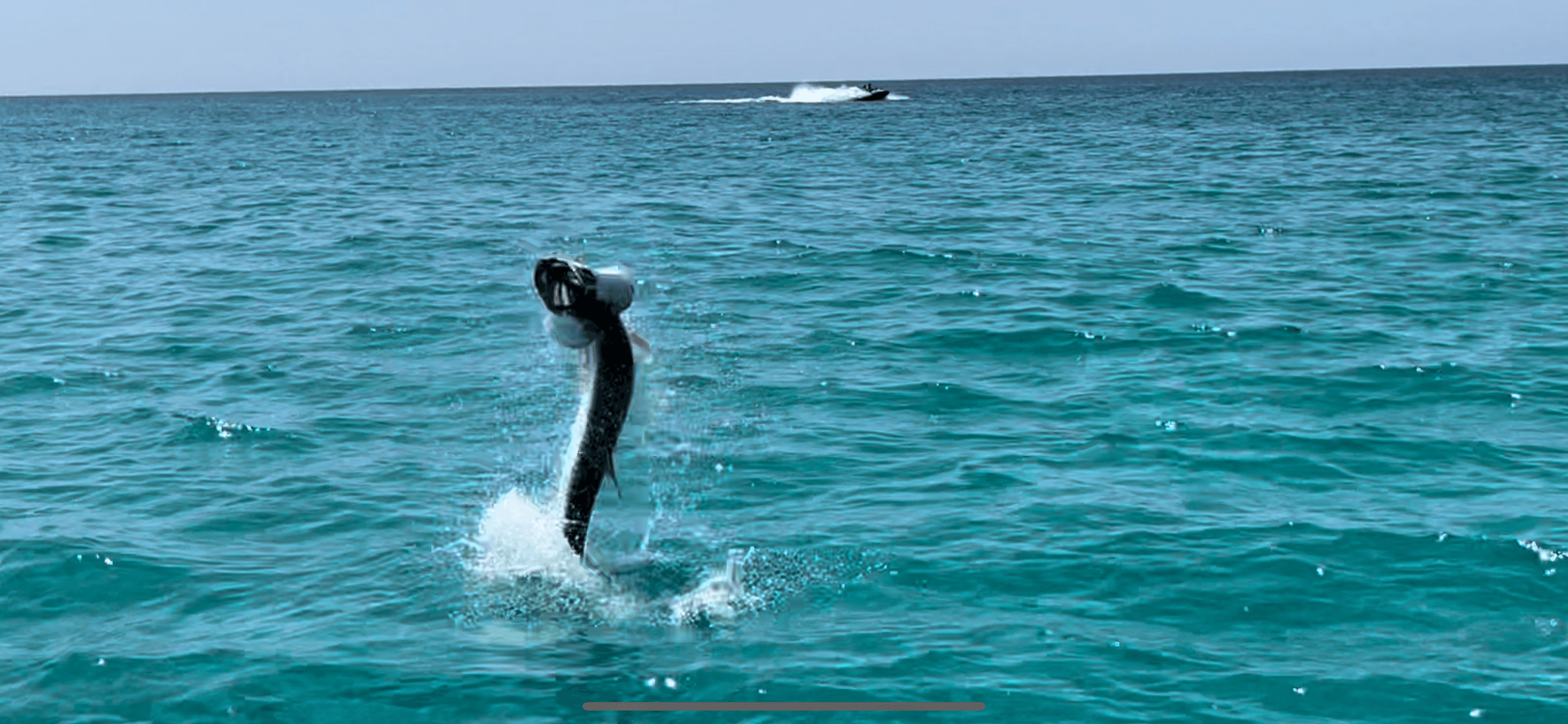Offshore/Tarpon Combo • 8 Hours-Seasonal