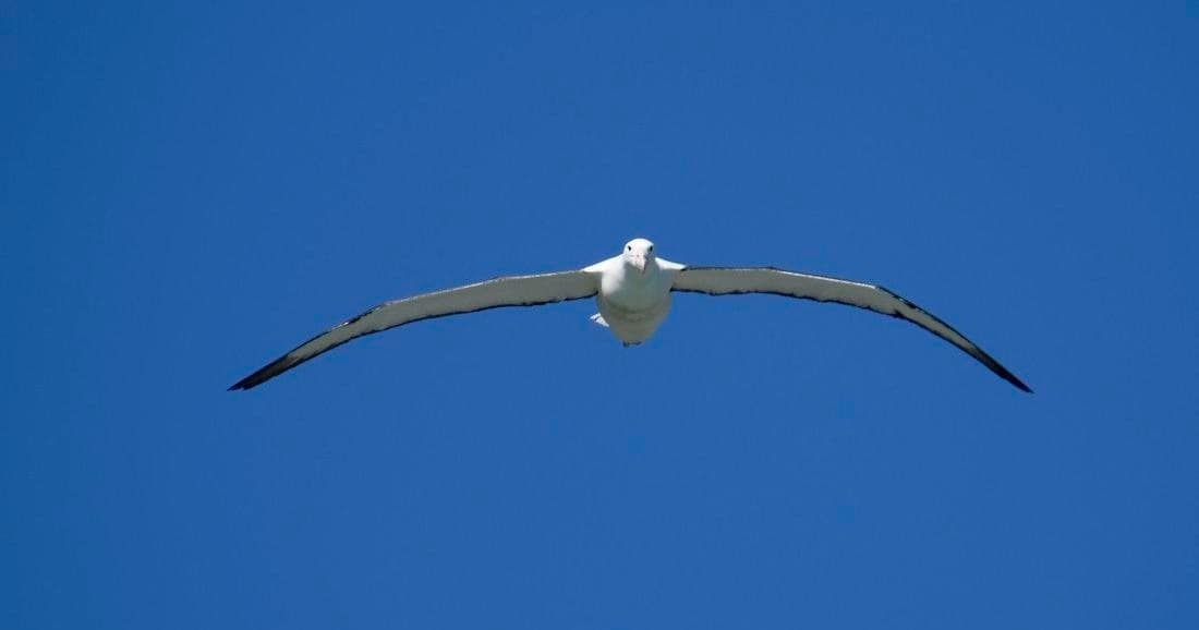 Dunedin City, Peninsula Scenery &  Guided Albatross Tour