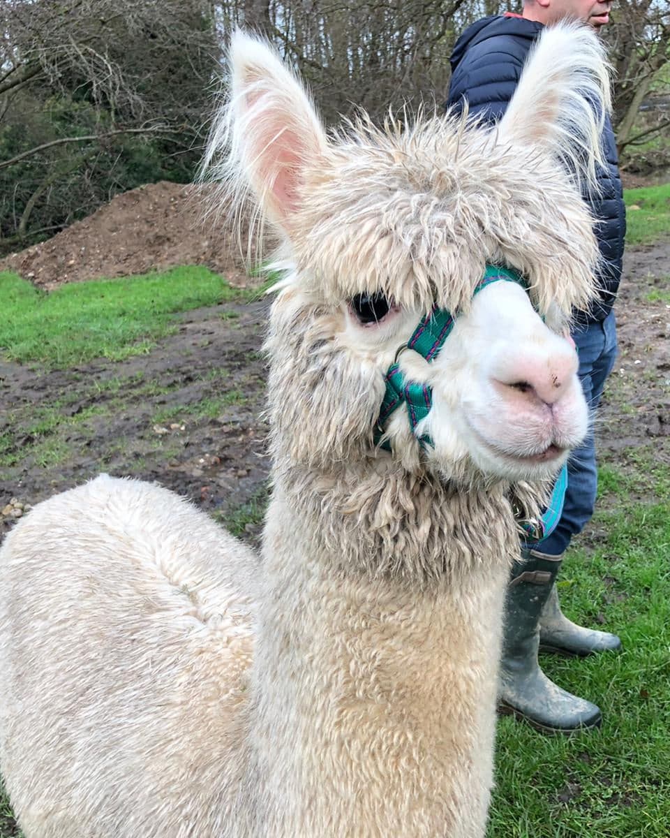 Amble with an alpaca