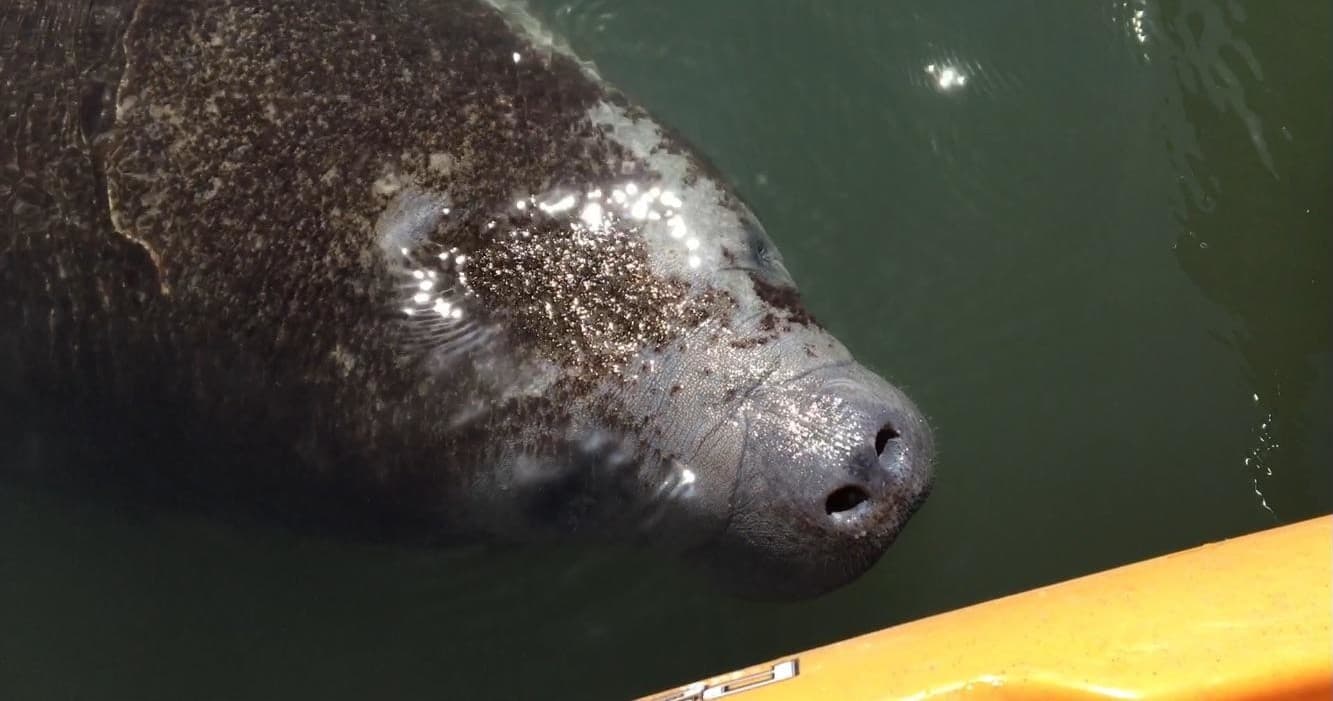 Manatee & Dolphin Kayak Tour