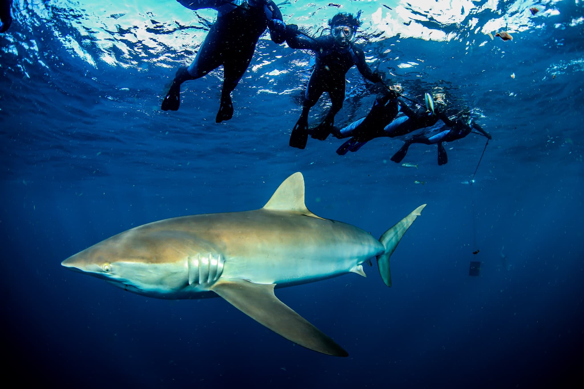 Shark Snorkeling Expedition | Swim with Sharks