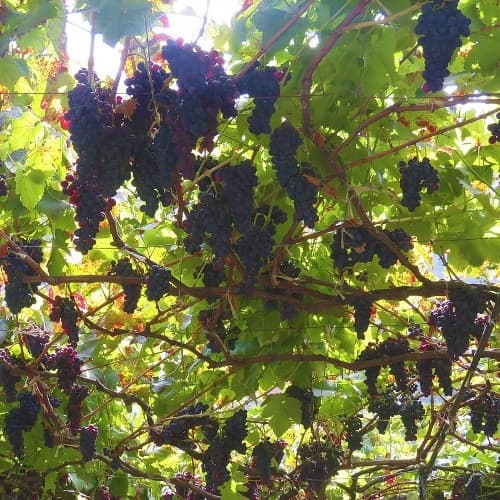Rota do Vinho" - Levada do Estreito"