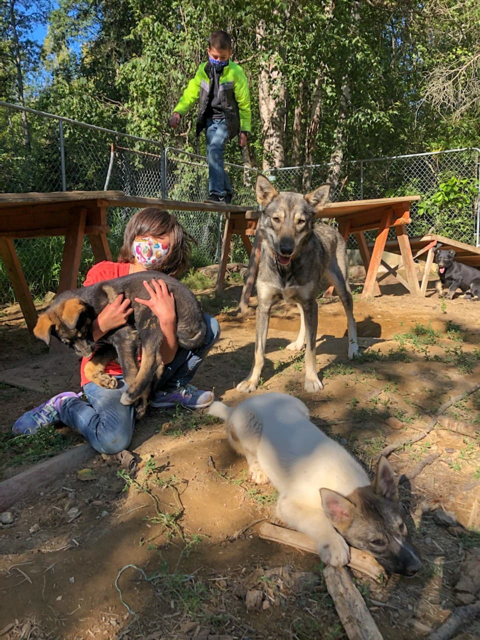 Dog Sled Adventure  - Summer