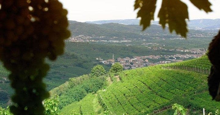Amarone Soave Wine Tour. Visit Verona. From Venice