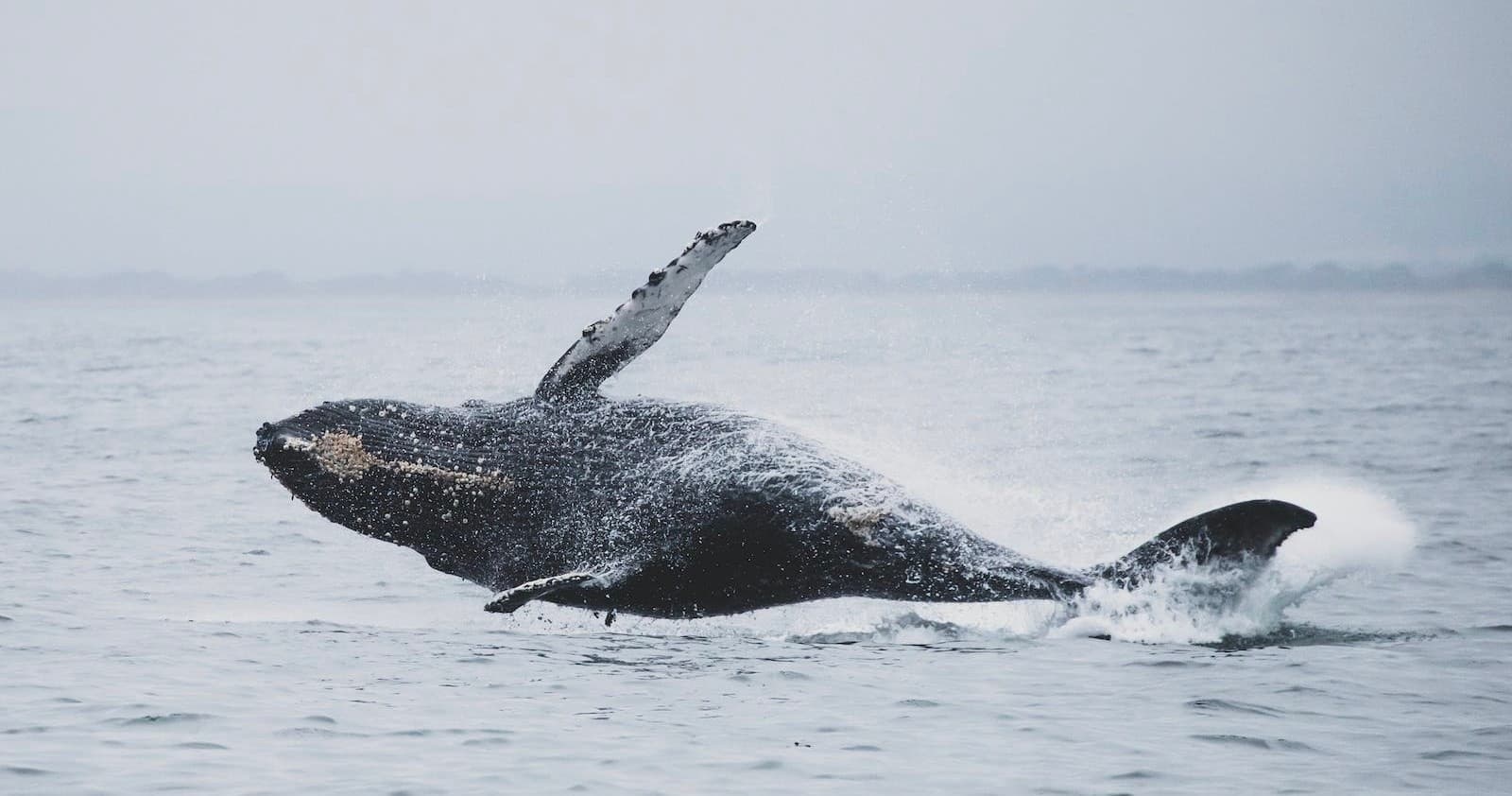 Whale Watching Marine Eco Tour - 2 hours