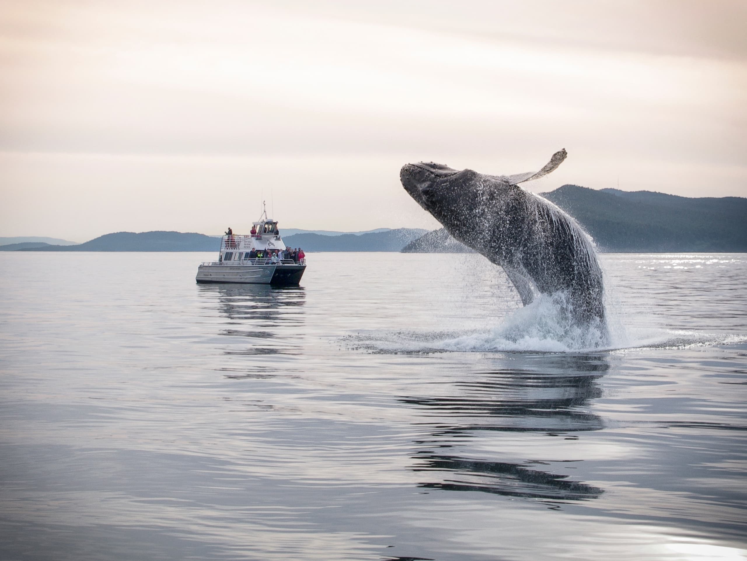 Whales + Wildlife Watching Tour