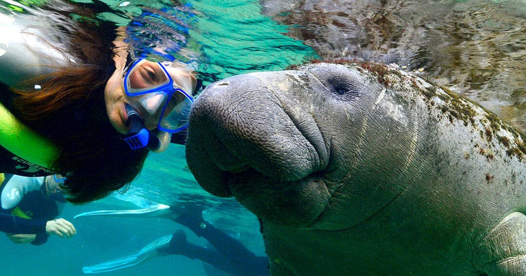 Public Manatee Tour