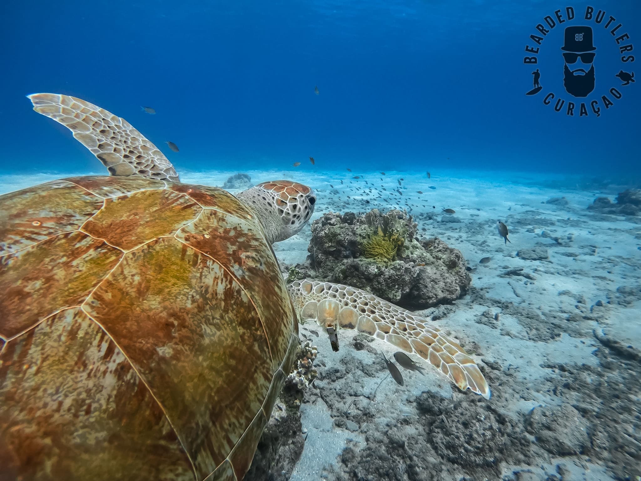 Curacao Island Trips (Best Beaches)