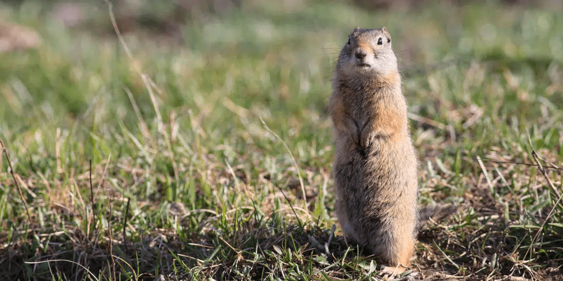 3 Day Yellowstone & Grand Teton Tour