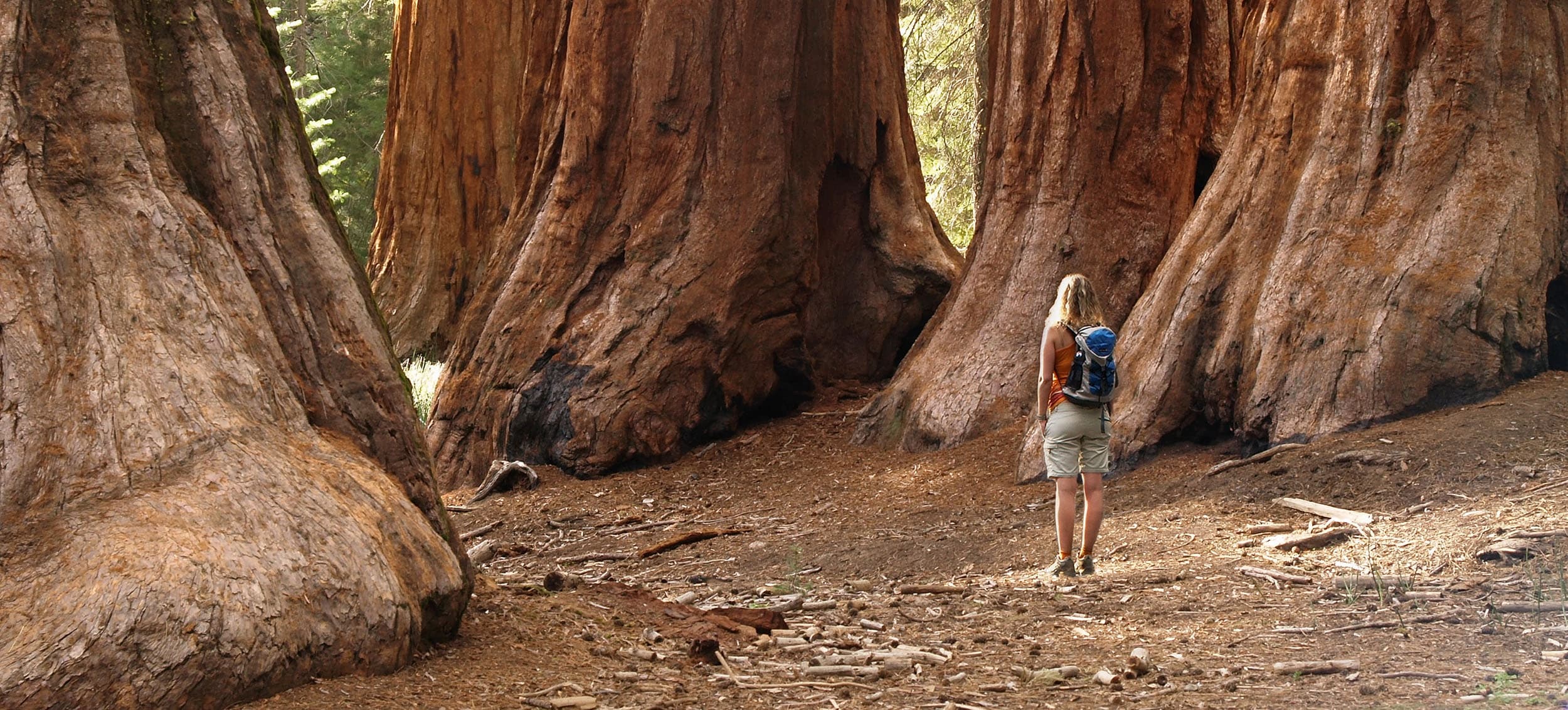 Redwoods Full Day Private Tour & Hike