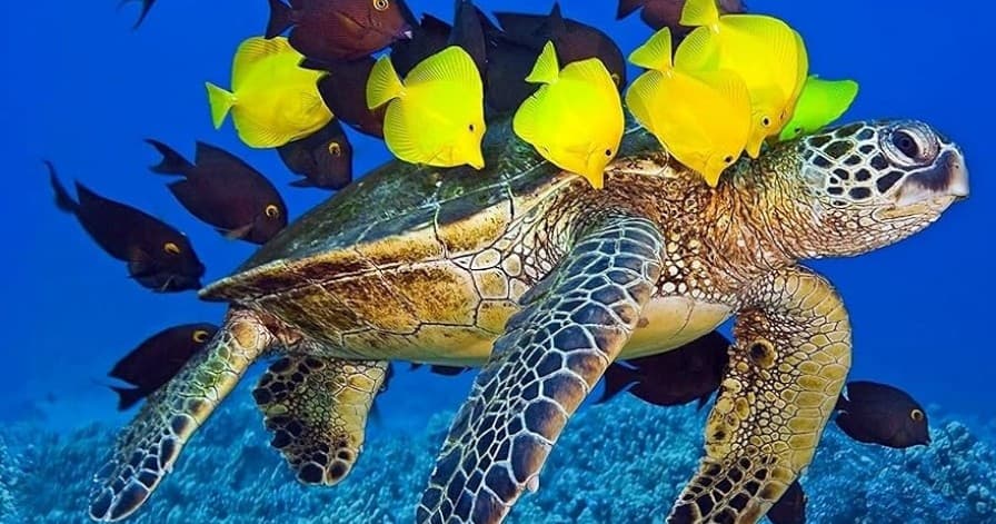 Turtle Canyon Tour