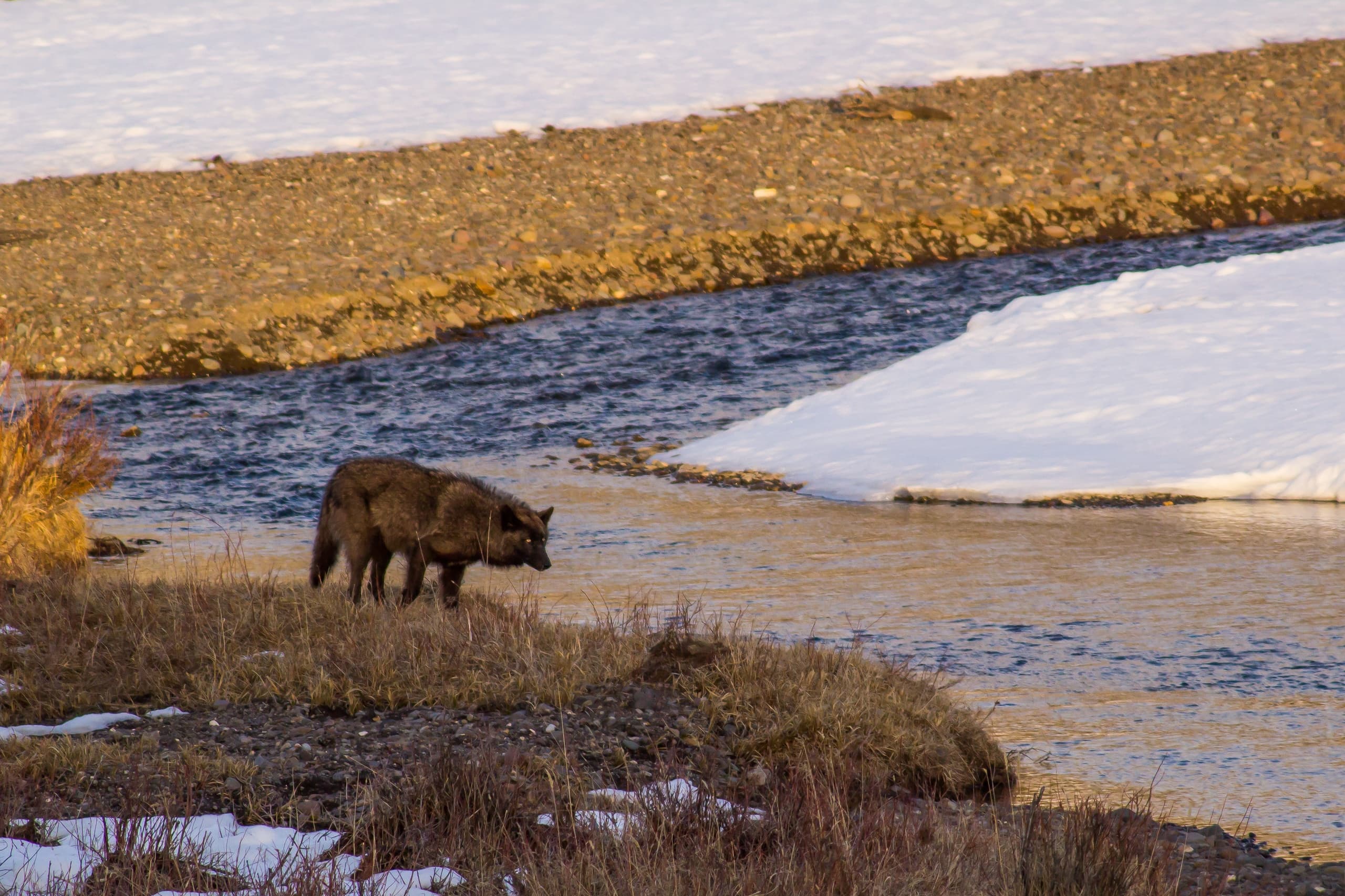 Yellowstone Wolves & Wildlife
