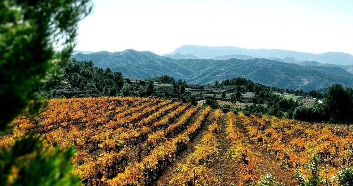 Private Priorat Tour: Exclusive Cellars, Wines and Unique Countryside