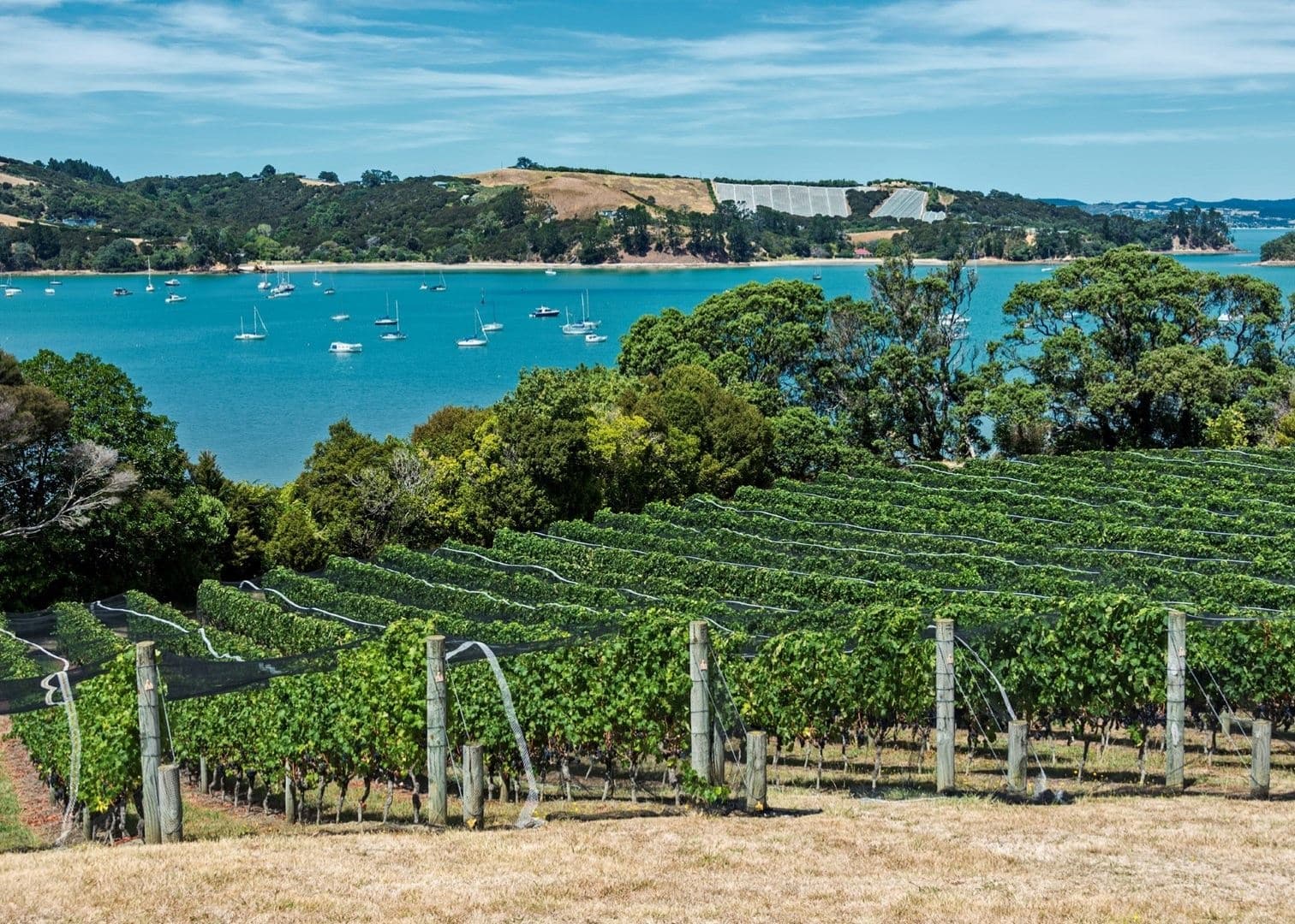 Waiheke Island Luxury Experience Private Tour