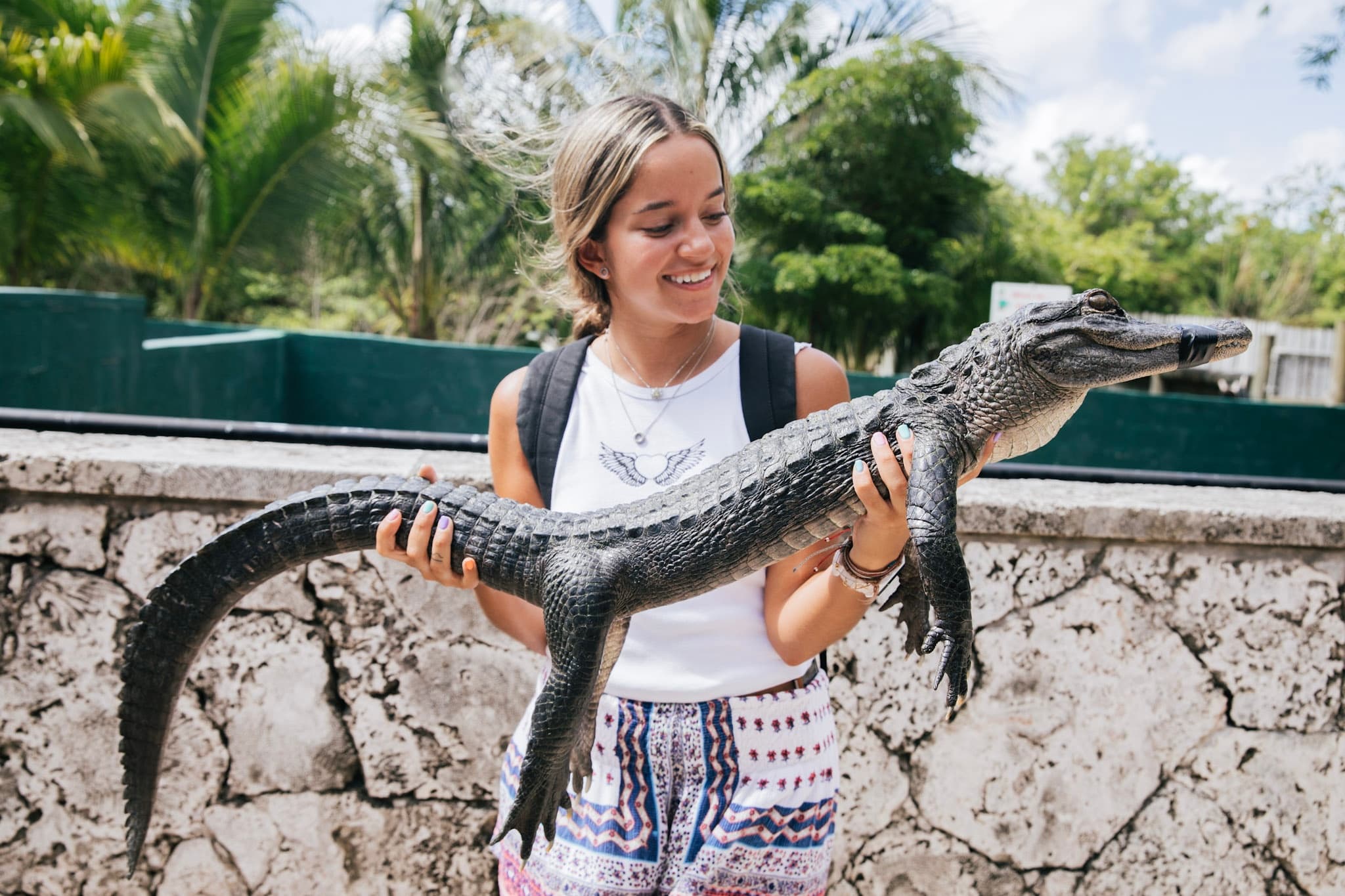 Alligator Encounter
