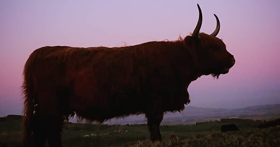 Highland Coo Experience
