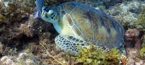 Scuba Diving