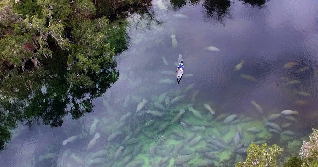 Private Orlando Manatee Encounter