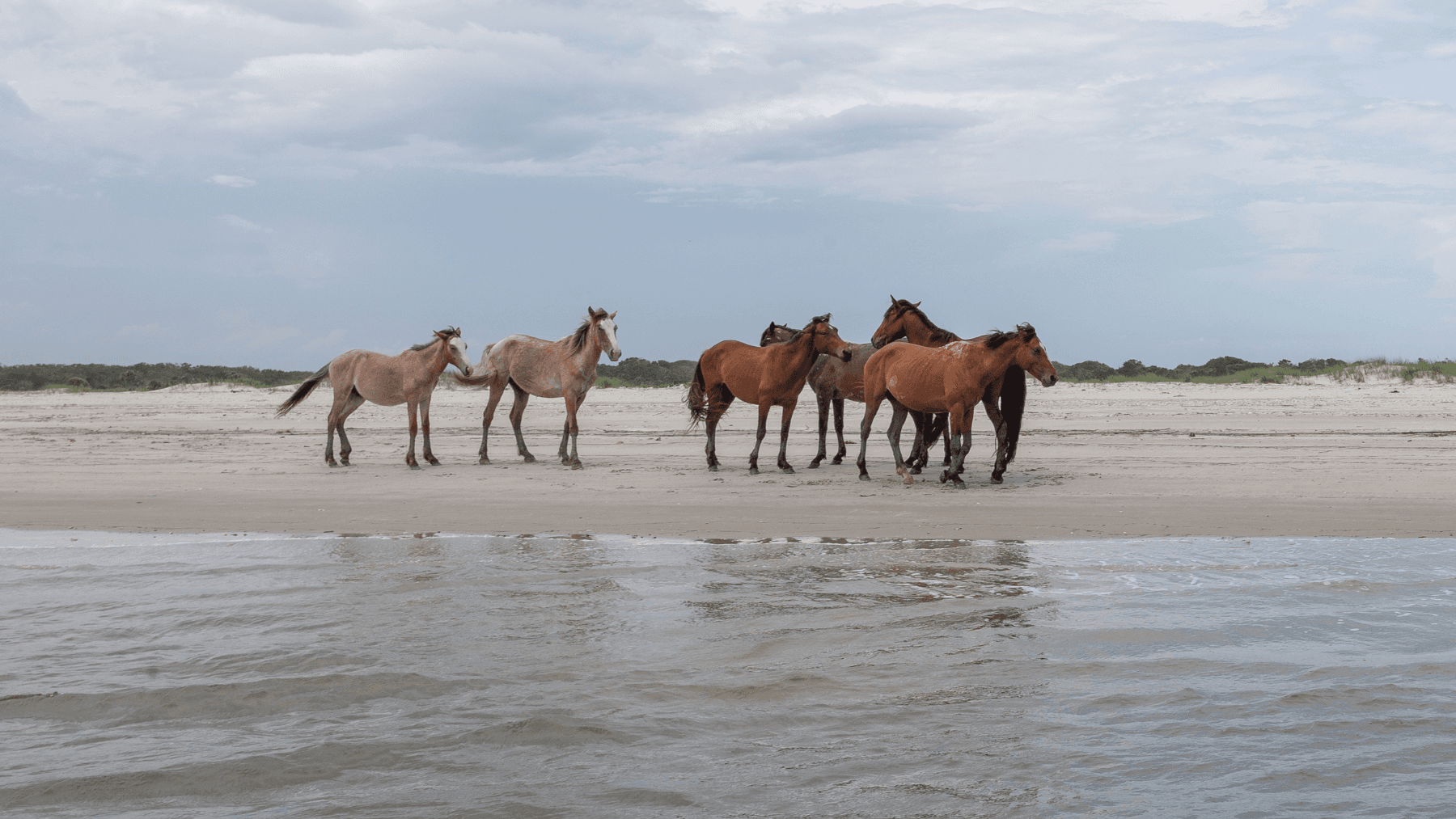 Cumberland Island Tour