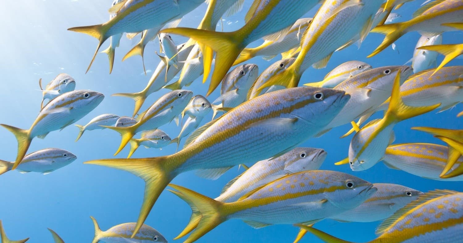 Near Shore Fishing