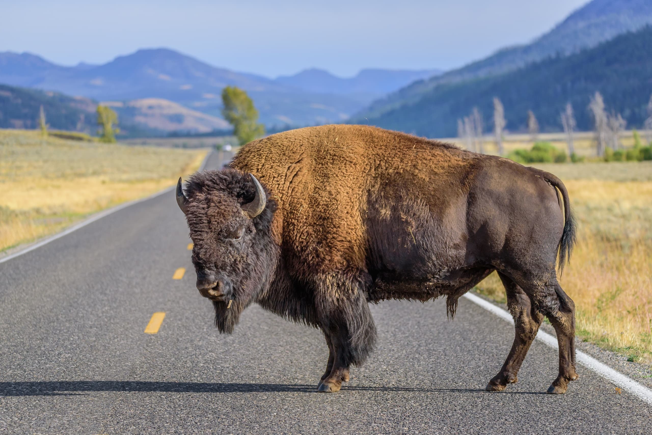 All-Day Tour of Yellowstone National Park