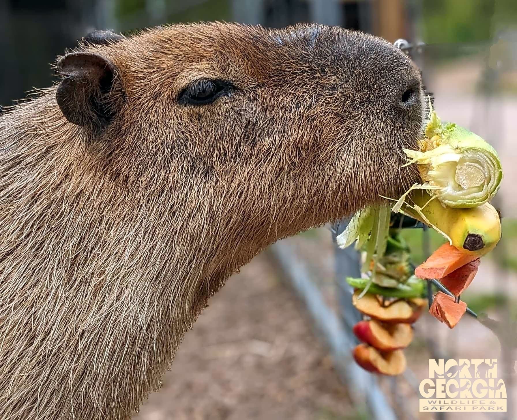 Capybara Meet & Greet