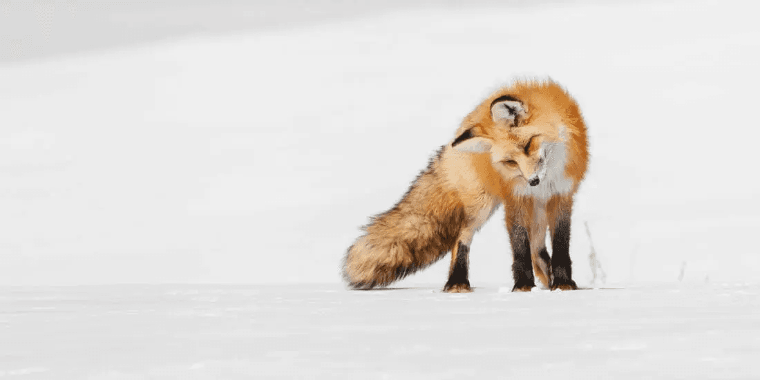Yellowstone Snowshoe Safari - Private Tour