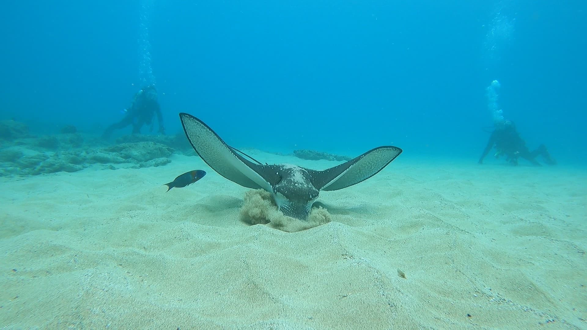 Private Guided Shore Dive