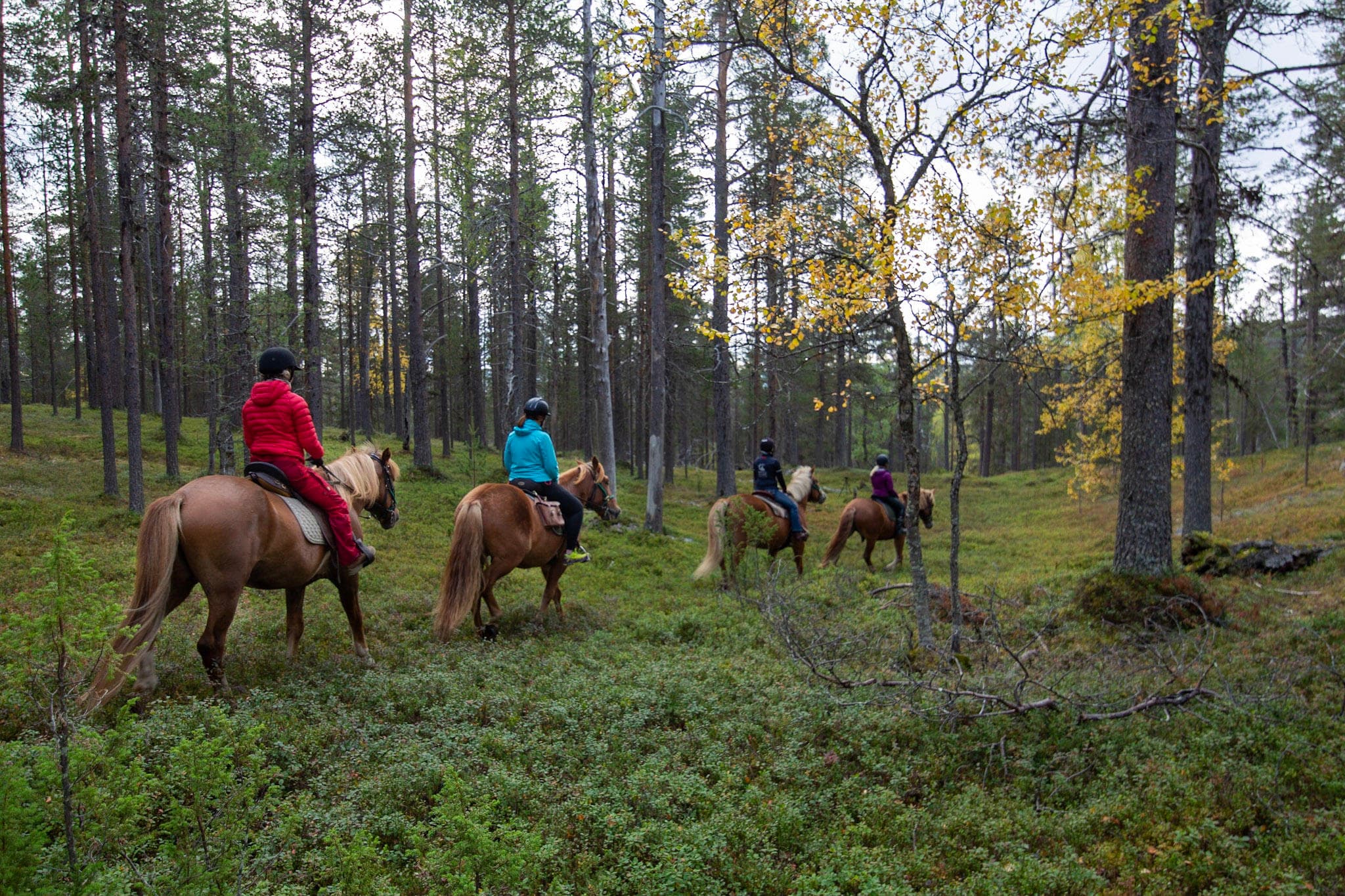 Horseback riding - trail ride